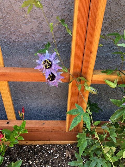 Best Redwood Planter Box